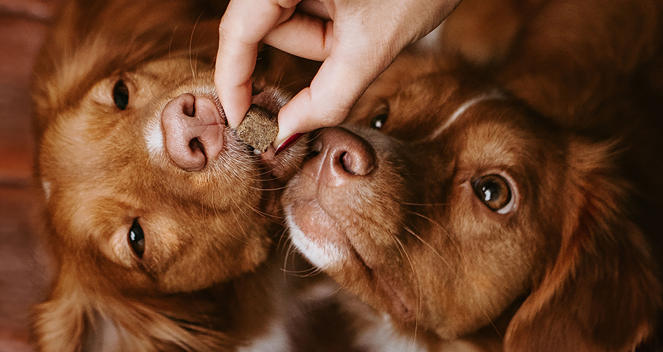 dogs being fed a treat by a human hand